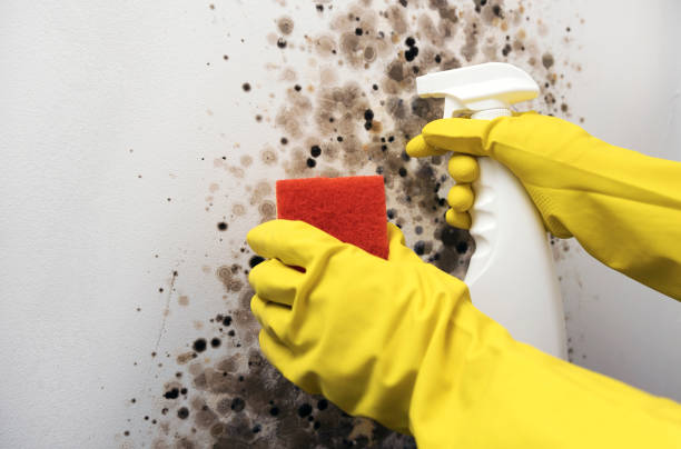 Best Attic Mold Remediation in Whitesburg, KY